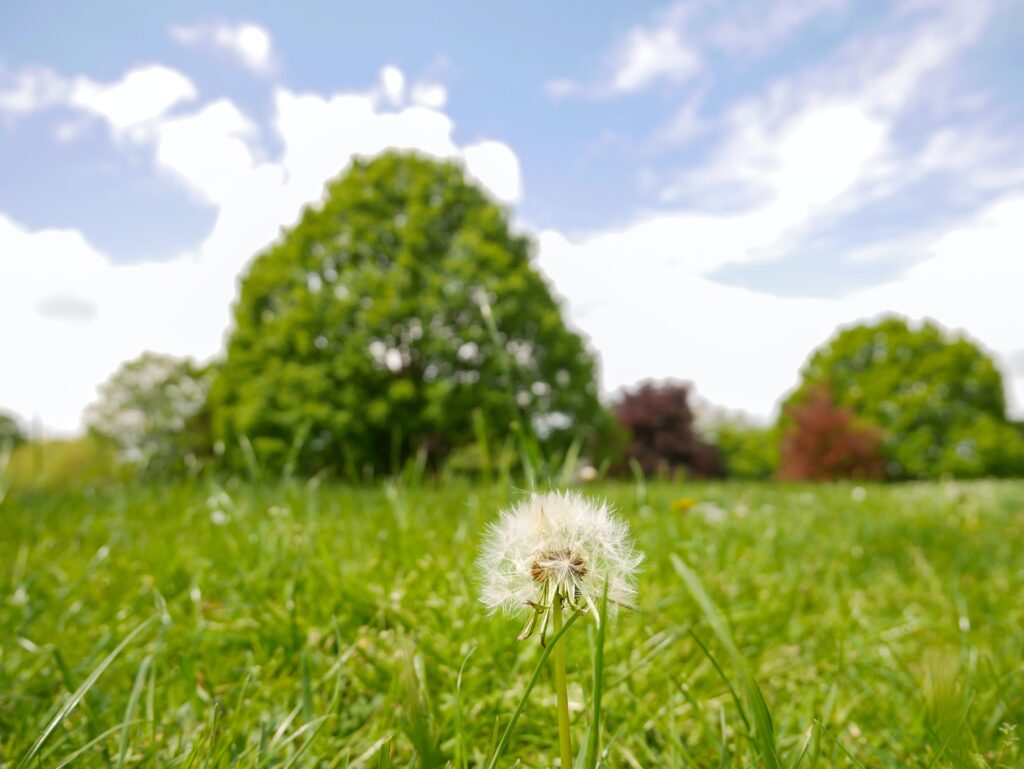 daniela paola alchapar Ei6aMJwRtOg unsplash 1024x769 - Wettbewerbsvorteile durch gepflegte Außenanlagen: Warum sich Investitionen lohnen