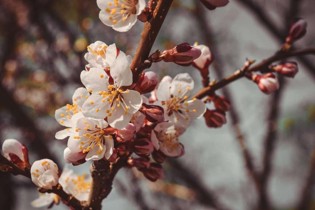 flower 3364917 1280 1024x681 - Wie regelmäßig durchgeführte Gehölzschnittmaßnahmen die Sicherheit in städtischen Gebieten erhöhen