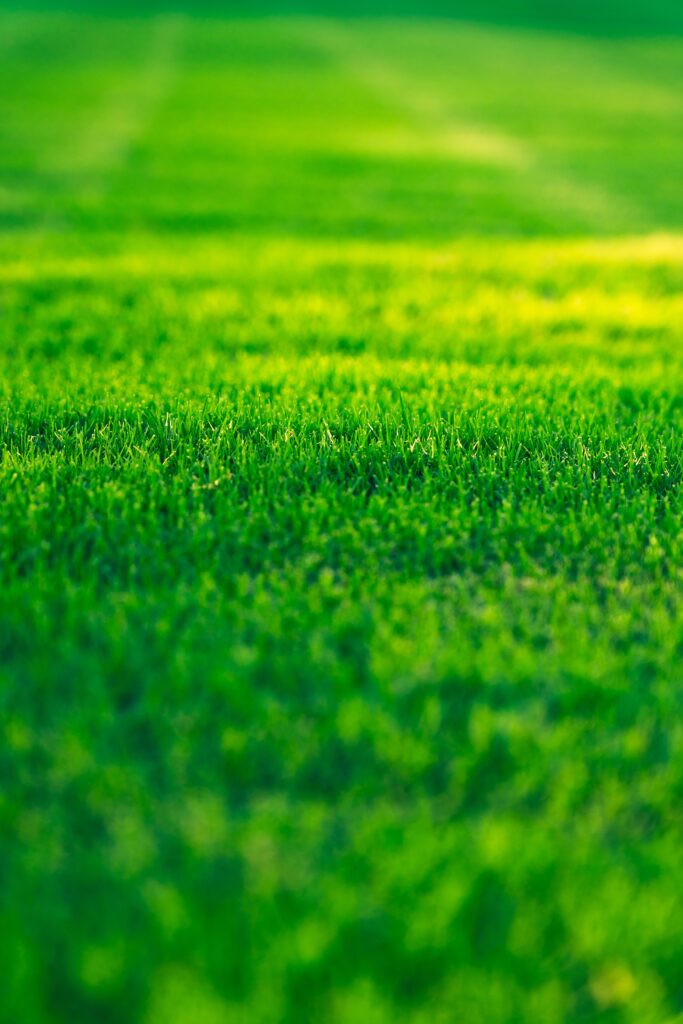s tsuchiya i9omNbDg X0 unsplash 683x1024 - Rasenpflege im öffentlichen Raum: Tipps für die richtige Pflege und Wartung